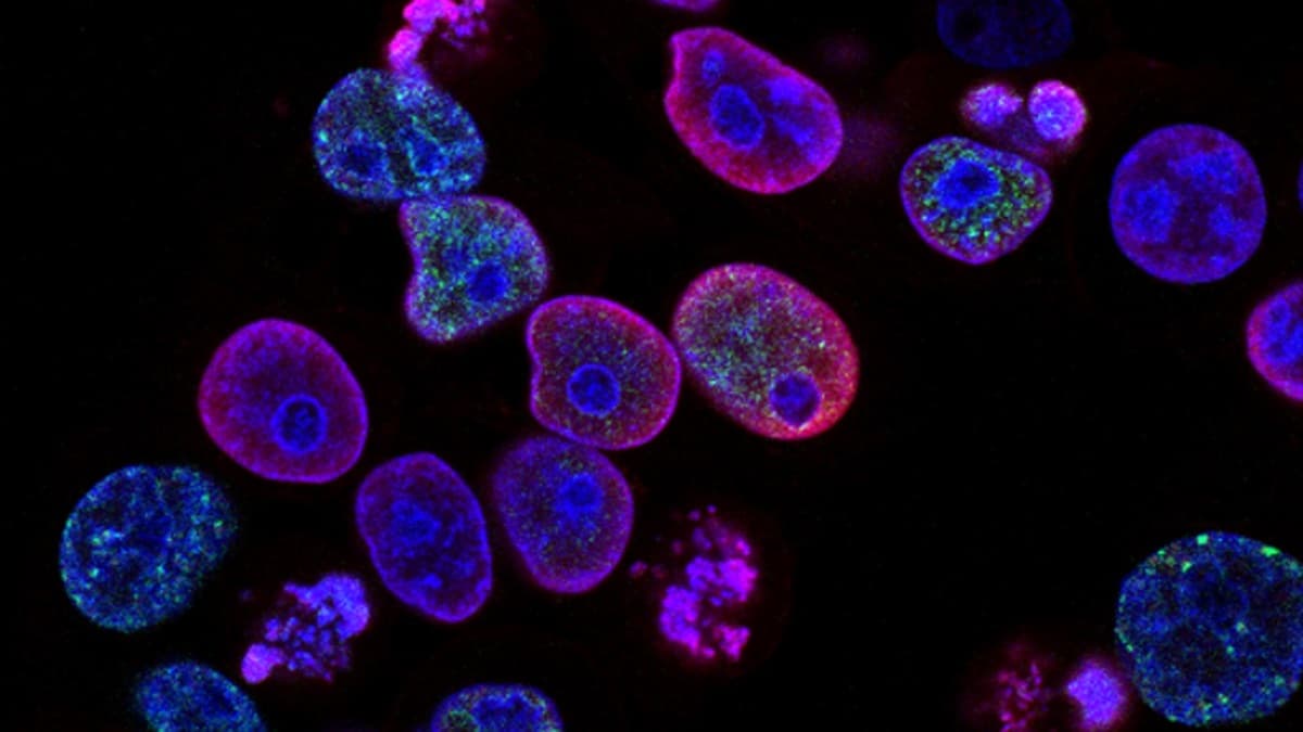 Are Peptides Safe?